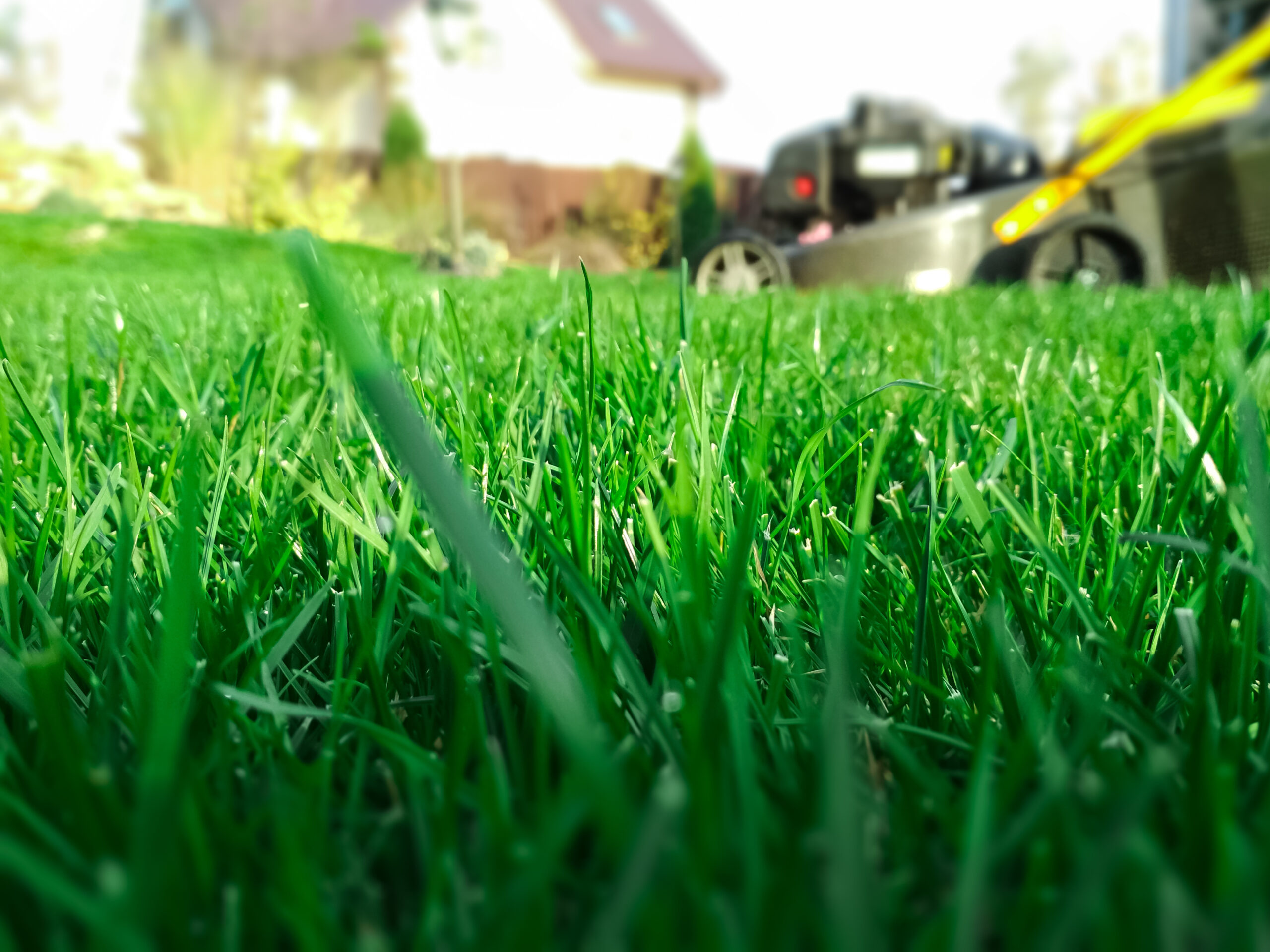 How Maintaining a Lawn Can Help You